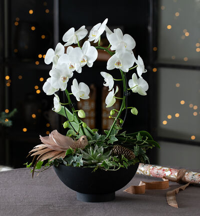 Phalaenopsis i sort fat Phalaenopsis i sort fat